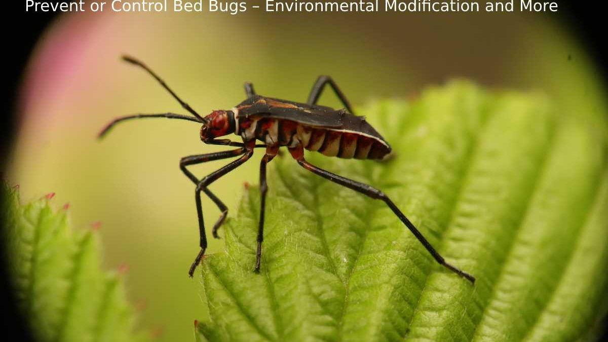 Prevent or Control Bed Bugs – Environmental Modification and More