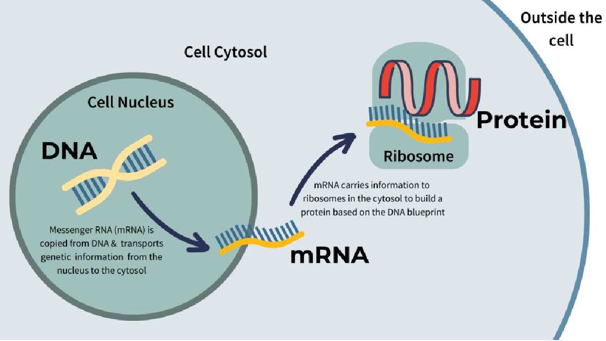 mRNA Technology – Traditional Vaccines and More