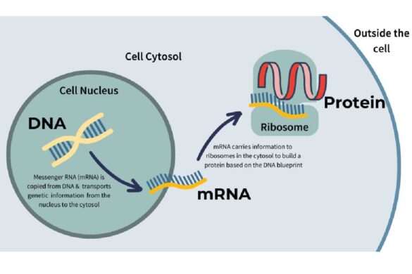 mRNA Technology